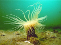 This shot is of a burrowing anenome called a Northern Cerianthid at a depth of 45 feet in the Bay of Fundy.