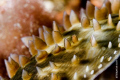 Macrocypraea zebra, South Brazil, Santa Catarina.