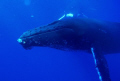 humpback whale