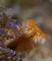 Bearded Fireworm
Eastern Dry Rocks, Key West, FL
