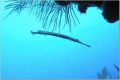 Trumpetfish
Silhouette