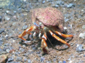 This is an Acadian hermit crab taken in the Bay of Fundy in about 30 feet.