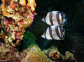 Two Banded Butterfly fish swimming in unison