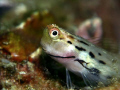 Goby