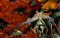 Caribbean Lobster on Tormentos Reef in Cozumel, Mexico.