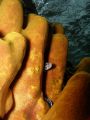 Juvenile spotted eel playing hide and seek.
Taken while free-diving on the west coast of St Vincent.  
Olympus C7070 and internal flash