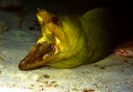 Cozumel, Mexico. Tucked under a ledge was this huge green moray.
I snapped a few photos before I realized that the eel had a litttle buddy snugged up beside it.
 A little three foot nurse shark was playing house with him!