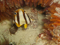 Butterfly Fish in an underwater frame!, shot with my first underwater camera, an olympus C 60.