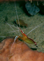 a cleaner shrimp at talima marine sanctuary, Olango island, Lapu-Lapu City, Cebu, Philippines...