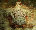 startled stone fish @ Divers Sanc, Phils.