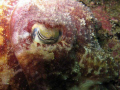 This common cuttlefish was hovering motionless in the water and allowed me to get in very close. Camera set on macro I slowly inched closer to focus on the creatures eye. Taken with Canon Powershot A 710is housed in Canon WP-DC6 case.