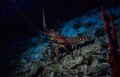 Spiny Caribbean Lobster