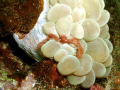 Orangutan crab on a soft coral at Dakit-Dakit Marine Sanctuary