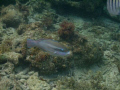 Parrot fish while snorkeling. SHot with Sealife DC 600 single strobe.