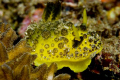 This is an undescribed Nud. The name for now is Doris sp4. This is one of my finds from my last adventure in Lembeh