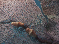 Flamingo Tongue on fan coral