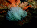 feather-duster worm