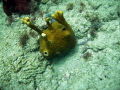 Alien looking tube sponge on the inside reef at Lauderdale by the Sea