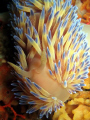 A Gas Flame Nudibranch taken at Moonie 3 reef in Port Elizabeth. ISO100 f2.6 1/60 on a Canon S570is