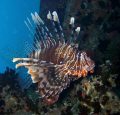 Swimming Lion Fish in the Red Sea