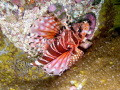 Lion Fish, Julian Rocks