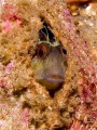 Crested Blenny with one eye on the bubble monster in front of it, and the other on the large squadron of barracuda above it. Liberty Ship Nettleton, Georgia coast, summer 2006. Olympus C-5050 and Inon  macro lens.