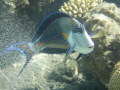 Chirurgien zébré (Acanthurus sohal)
Olympus u770 SW
Marsa Alam, Egypt, July 2007