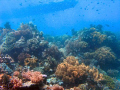 Bunaken, Marine National Park, Manado,North Sulawesi Indonesia. Taken with Olympus W8080 wide angle.