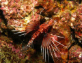 Taken on a drift dive at Musandam, got a bit too close for the liking of this little fellow!