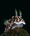 I took this shot as the nudi was well posed and then called my friend over to take a shot. It was only afterwards on dry land that he showed me his shot that had the eggs it had just layed! Doh!