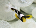 Spotted by my wife at the end of a long dive. I just loved the contrast between the size of the baby clown and the white anemone heads