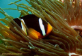 one of my favorite subjects, clownfish! took me at least 10 shots to get one decent one! :)