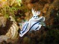 nudi found in fun and sun, punta engano, cebu