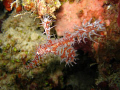 found this ornate ghost pipefish in a hole in hilutungan, cebu