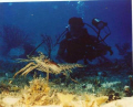 swimming along the bottom trying to get this big male lobster at the right angle with  the diver made me understand how frustrated is that we can not talk underwater with our buddies