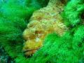 The scorpion fish looked so comfortable on the sea grass. The tip of the sea grass seemed to illuminate.