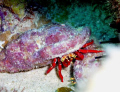 Hermit Crab, Diving at Culebra, P.R.