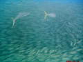 Predators! I watched this couple of Cobia fishes taking turns to attack and feed on this school of fishes but they were so fast I couldnt shot a photo of the attacks....