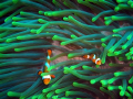 Get off my land!! 2 False Clown Anemonefish on guard duty at Batu Kelabit, Bali.