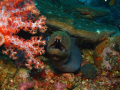 I didn't know moray eel has another row of teeth in the centre..until I got this shot.