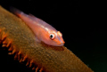 I'm watching you! Whip Coral Goby, pic taken at Redang Island, Malaysia.