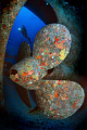 All Stop - Prop of the Um El Farud Zurrieq Malta, covered with colourful sponges.