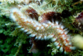 Bristle Worm, Diving at Cerro Gordo, Vega Alta P.R.