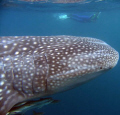 Huge .... whaleshark, Ningaloo Reef - Coral Bay