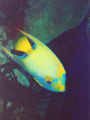 the Queen Angel Fish one of the most beautiful and colorful fish of the Caribbean sea