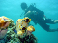 Shot taken at Sipadan. One of my favourite subjects is tunicates. 