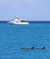 Local dive boat and dolphins