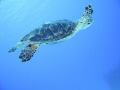 This was my first attempt at underwater photography and it's as if this turtle knew it. He appeared, swam a few circles and then 