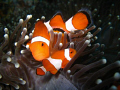 cute shot of nemo in mactan, cebu