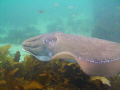 Cuttlefish - Fairy Bower.  My first attempt at underwater photography.  Taken with Intova IC-600.